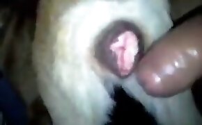 Novinha peituda transando pelo cuzinho - guy fucks animal, zoophilia fuck porn